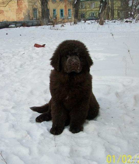Фото: ньюфаундленд Черный Шарм Амбер Бест Дог ФО Марлеон