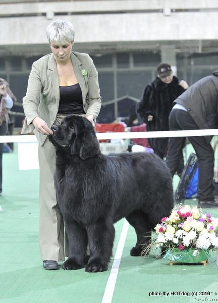 Фото: ньюфаундленд Giacomo vom Darius Land, Нина Базулина