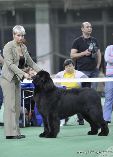 Фото: ньюфаундленд Giacomo vom Darius Land, Нина Базулина