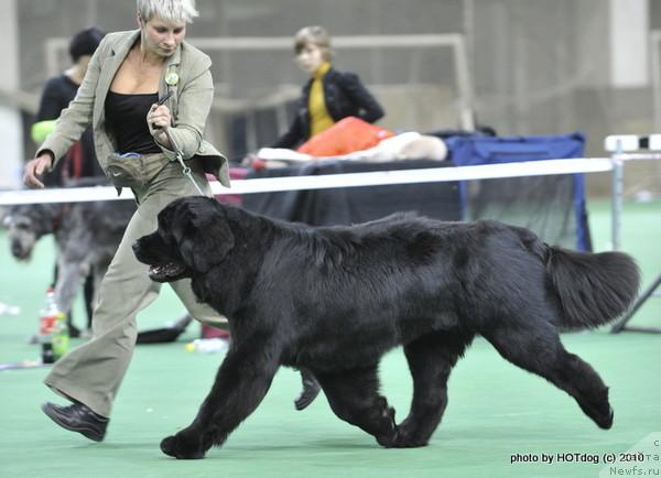 Фото: ньюфаундленд Giacomo vom Darius Land, Нина Базулина
