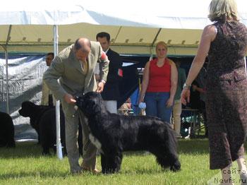 Фото: ньюфаундленд Midnight Lady's Undisputed Sweetheart