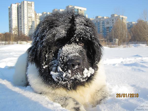 Фото: ньюфаундленд Плюшевая Панда Стиль-Санкт-Петербурга
