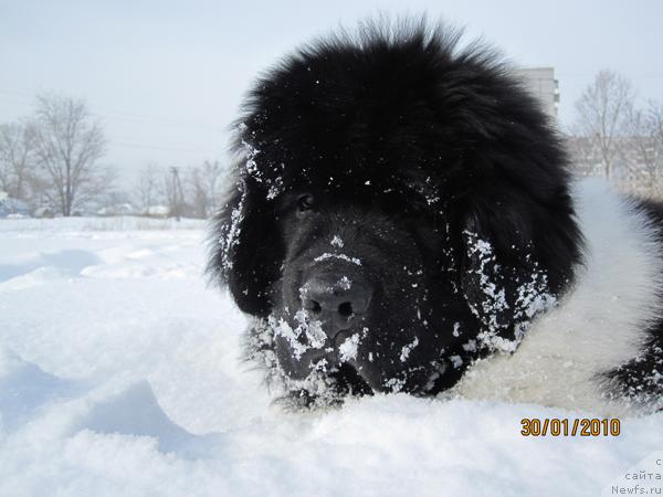 Фото: ньюфаундленд Плюшевая Панда Стиль-Санкт-Петербурга