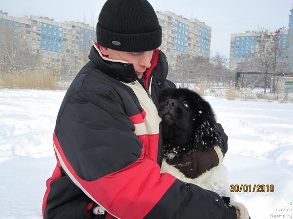 Фото: ньюфаундленд Плюшевая Панда Стиль-Санкт-Петербурга