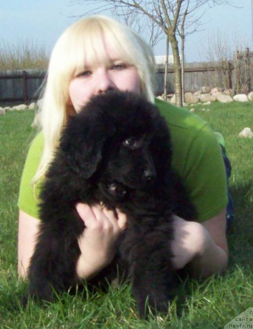 Фото: ньюфаундленд Любимая Медведица Моя, Мария Портнякова