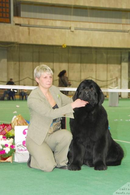 Фото: ньюфаундленд Giacomo vom Darius Land, Нина Базулина