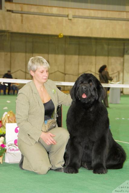 Фото: ньюфаундленд Giacomo vom Darius Land, Нина Базулина