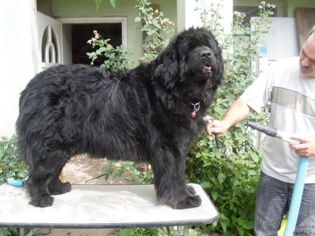 Фото: ньюфаундленд Mississippi-Missouri Careen