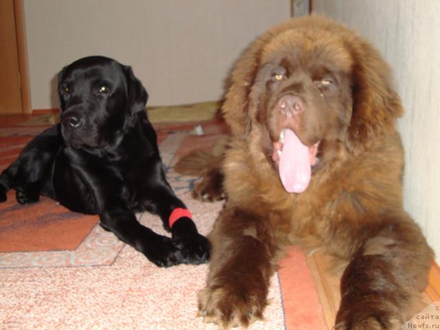 Фото: ньюфаундленд Приоритет Кофе (Prioritet Kofe)