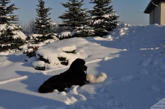 Фото: ньюфаундленд Duty Free of Apachee's Home