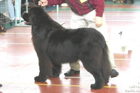 Фото: ньюфаундленд Cayuga Jackpot