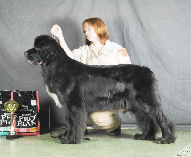 Фото: ньюфаундленд Сент Джонс Елайс