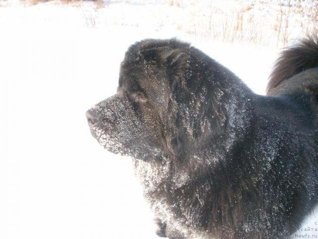Фото: ньюфаундленд Севертан Урри