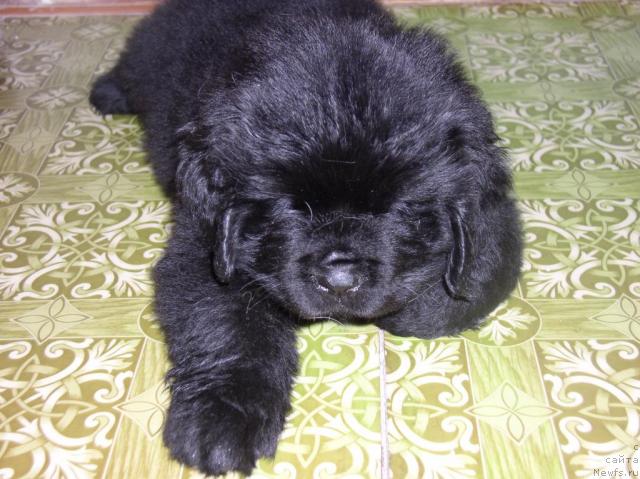 Фото: ньюфаундленд Миклуха Маклай из Племени Кедра, ньюфаундленд Миклуха Маклай из Племени Кедра