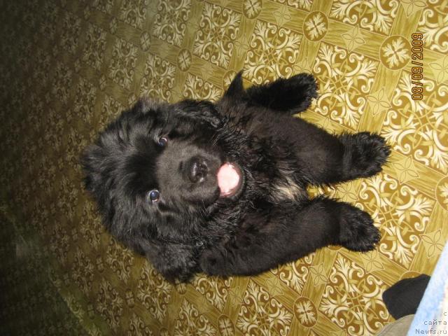 Фото: ньюфаундленд Миклуха Маклай из Племени Кедра