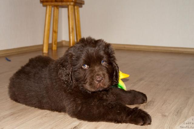 Фото: ньюфаундленд Исполин из Царства Медведей