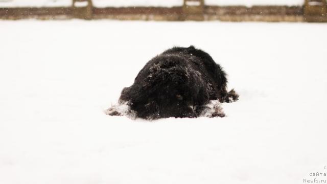 Фото: ньюфаундленд Принц Прэй