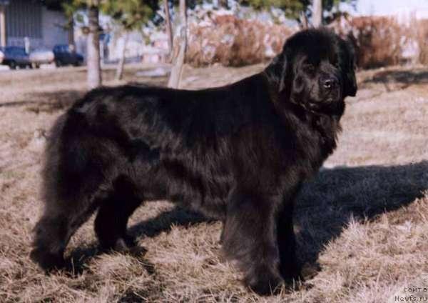 Фото: ньюфаундленд Aarnikarhun Kvesta