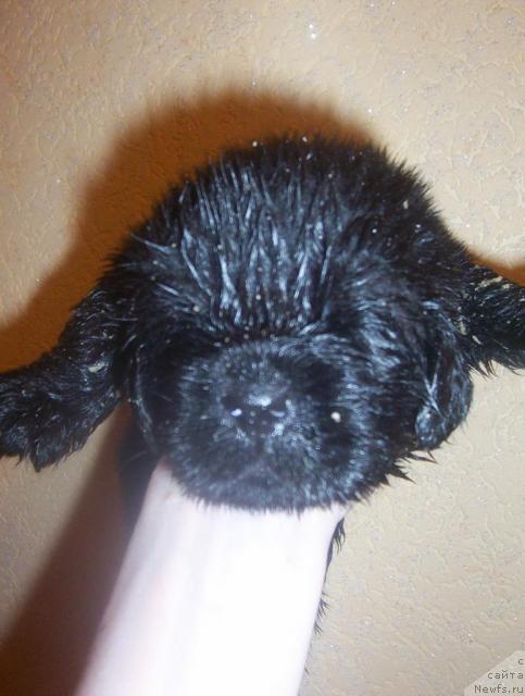 Фото: ньюфаундленд Уютная Долина Андрос Гриф