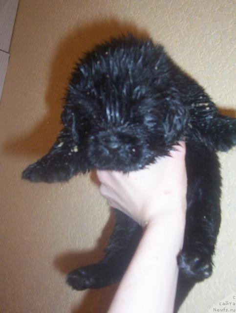 Фото: ньюфаундленд Уютная Долина Андрос Гриф