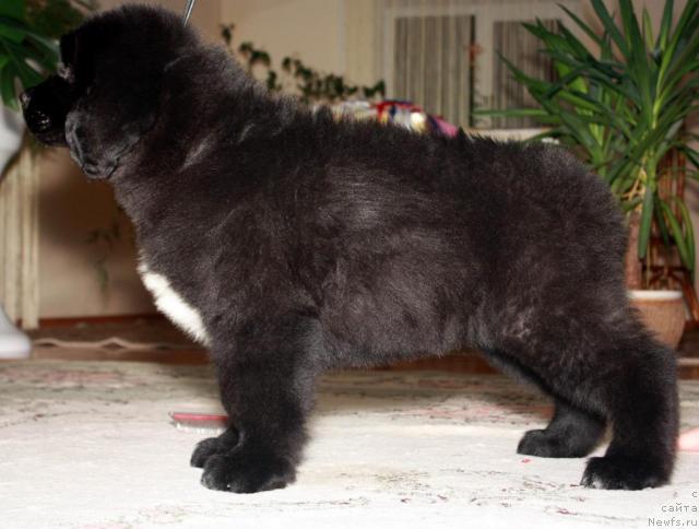 Фото: ньюфаундленд Акватория Келвин Люкс