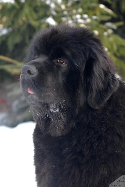 Фото: ньюфаундленд Сент Джонс Роуз фо Ми (Sent Djons Rose for Me)