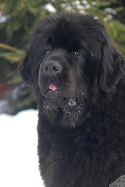 Фото: ньюфаундленд Сент Джонс Роуз фо Ми (Sent Djons Rose for Me)