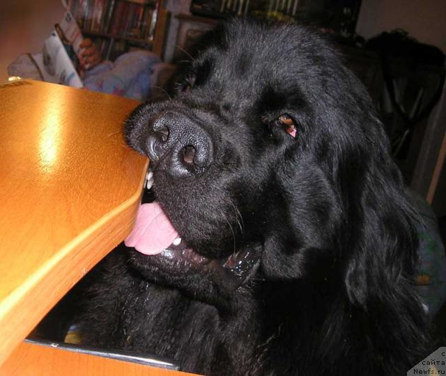 Фото: ньюфаундленд Лесная Сказка Роза Черная