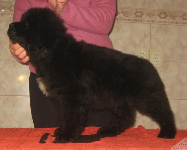 Фото: ньюфаундленд Пунш с Берега Дона