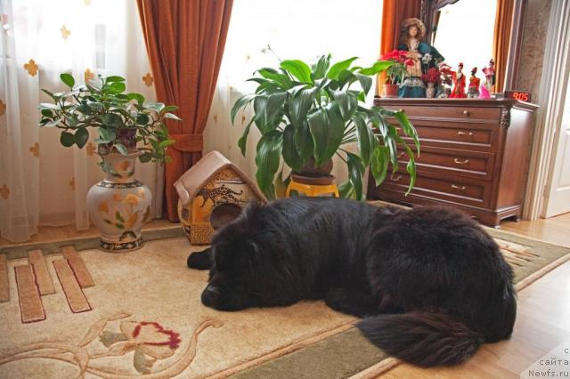 Фото: ньюфаундленд Потап Фидель