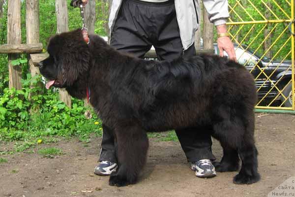 Фото: ньюфаундленд Закадычный Друг с Берега Дона (Zakadychny Dryg s Berega Dona)