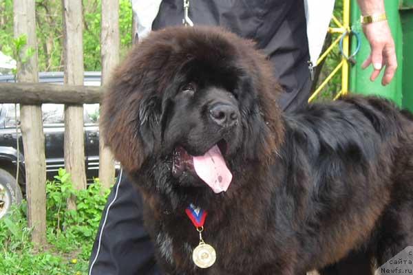 Фото: ньюфаундленд Закадычный Друг с Берега Дона (Zakadychny Dryg s Berega Dona)