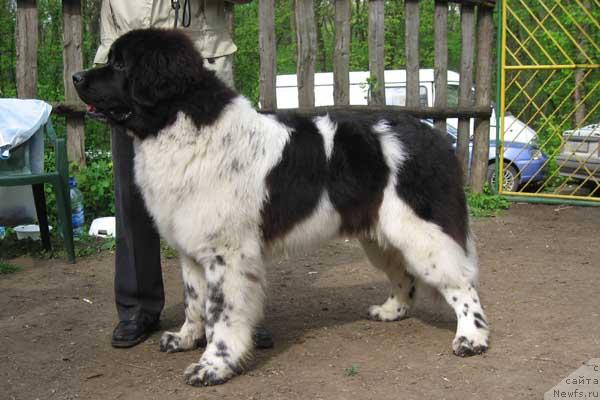 Фото: ньюфаундленд Даанич Шахматный Оскар (Daanich Shahmatny Oskar)