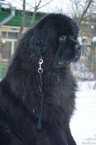 Фото: ньюфаундленд Сент Джонс Реджинальд Филди Арвизу