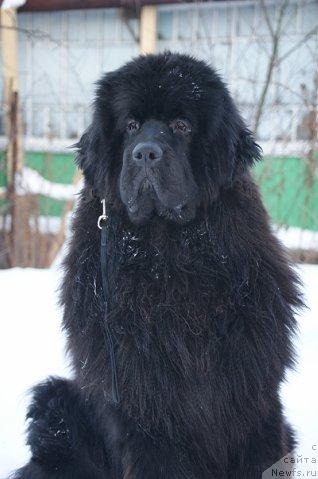 Фото: ньюфаундленд Сент Джонс Реджинальд Филди Арвизу