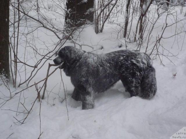 Фото: ньюфаундленд Акелло-Ланью 
