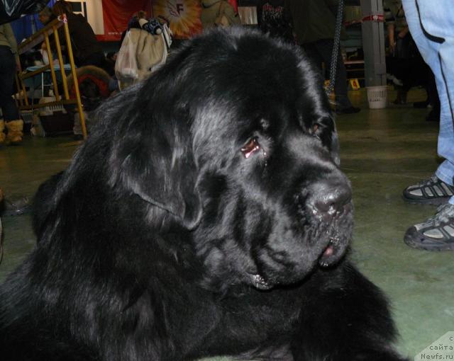 Фото: ньюфаундленд Пчёлкин Дом Вениамин (Pchiolkin Dom Veniamin)