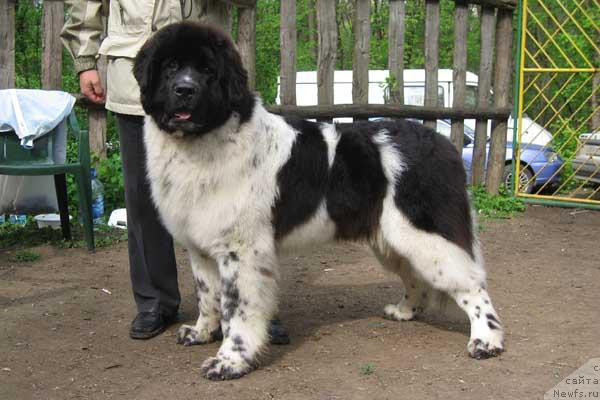 Фото: ньюфаундленд Даанич Шахматный Оскар (Daanich Shahmatny Oskar)