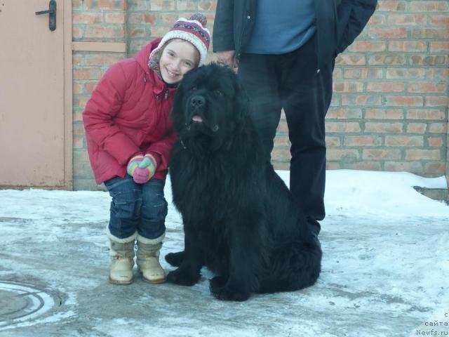 Фото: ньюфаундленд Пчёлкин Дом Аврора (Pchiolkin Dom Avrora)
