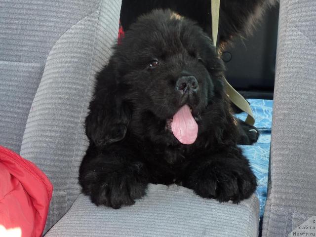 Фото: ньюфаундленд Арк Велес