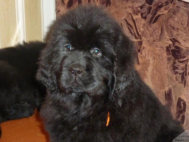 Фото: ньюфаундленд Априори Арх Бьюти