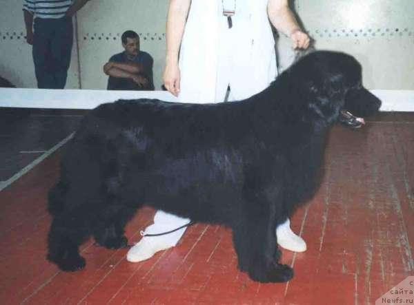 Фото: ньюфаундленд Нефертити из Медвежьего Яра (Nefertiti iz Medvejyego Yara)