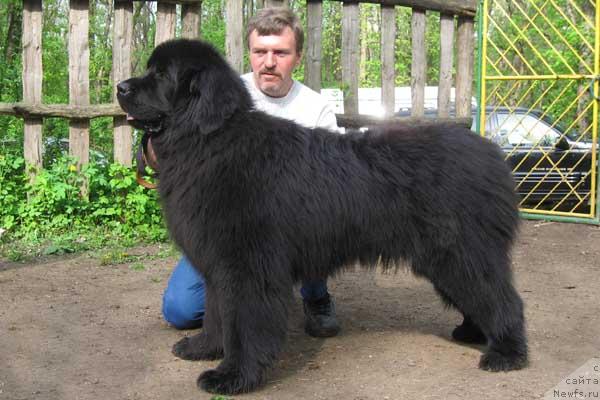 Фото: ньюфаундленд Кэннон Спейс Одевин (Cannon Space Odevin)