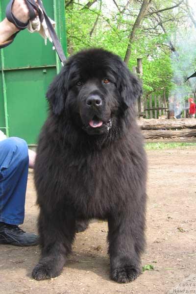 Фото: ньюфаундленд Кэннон Спейс Одевин (Cannon Space Odevin)