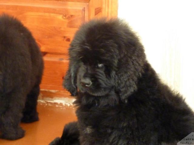 Фото: ньюфаундленд Априори Арх Бьюти