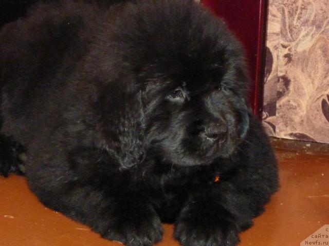 Фото: ньюфаундленд Априори Арх Бьюти