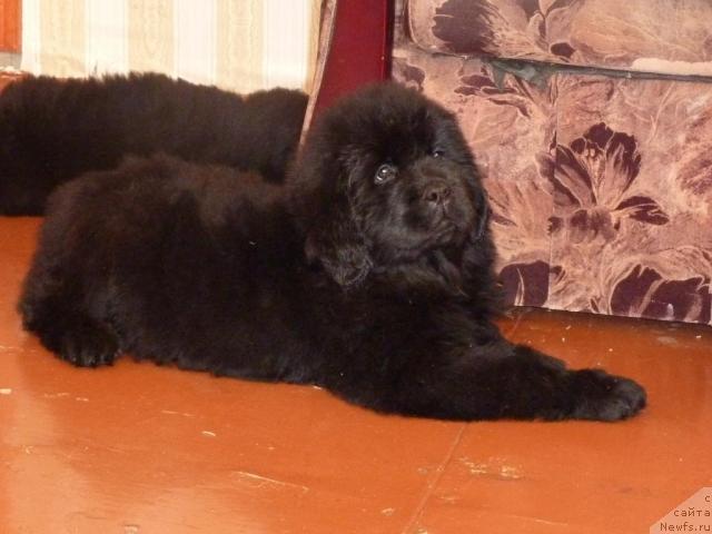 Фото: ньюфаундленд Априори Арх Бьюти