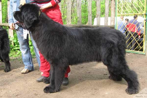 Фото: ньюфаундленд Ждущий Солнца с Берега Дона