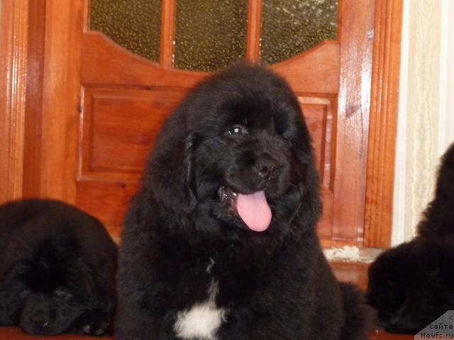 Фото: ньюфаундленд Арк Велес