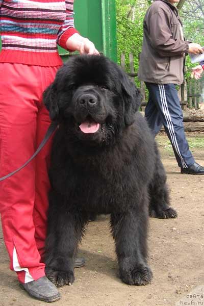 Фото: ньюфаундленд Ждущий Солнца с Берега Дона